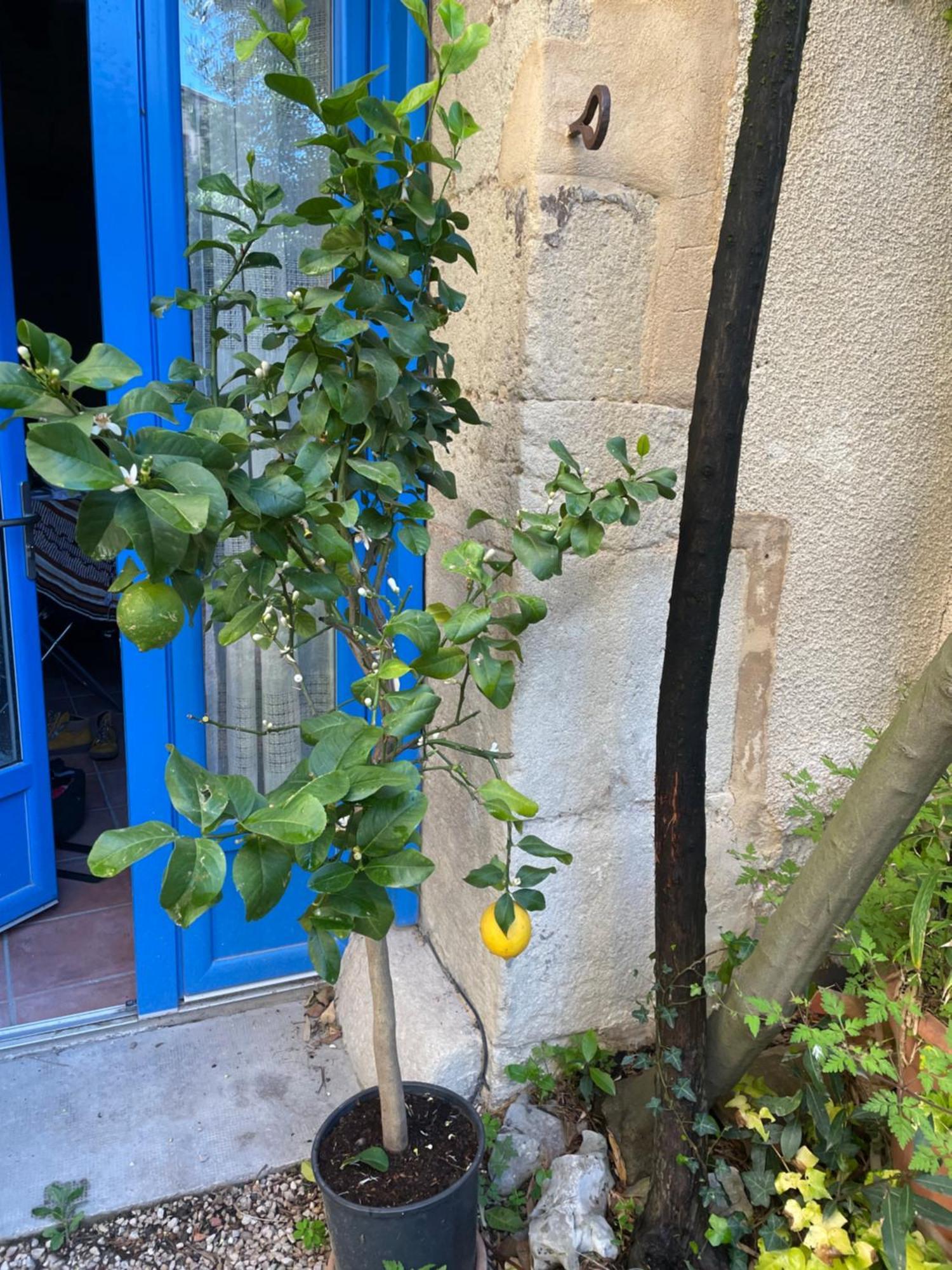 Appartement Cosy Malaucène Exterior foto